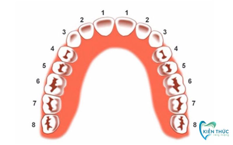Răng số 4 là răng tiền hàm thứ nhất