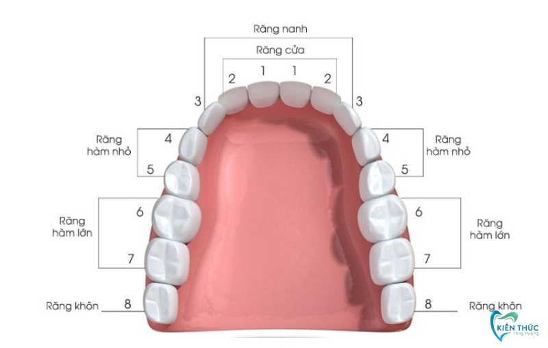 Sơ đồ vị trí răng, răng số 5 tính từ răng cửa vào trong ở vị trí thứ 5.
